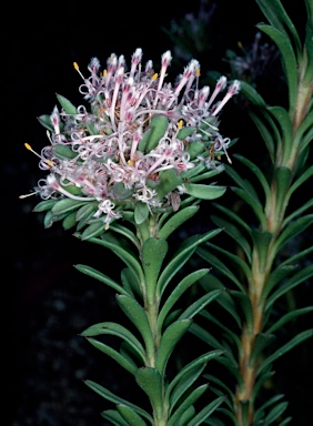 APII jpeg image of Isopogon buxifolius var. spathulatus  © contact APII