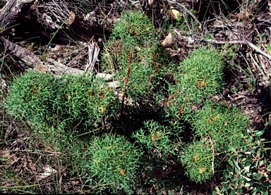 APII jpeg image of Isopogon ceratophyllus  © contact APII