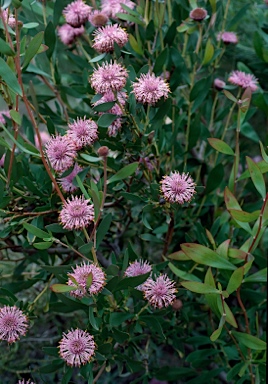 APII jpeg image of Isopogon cuneatus  © contact APII