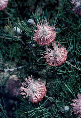 APII jpeg image of Isopogon divergens  © contact APII