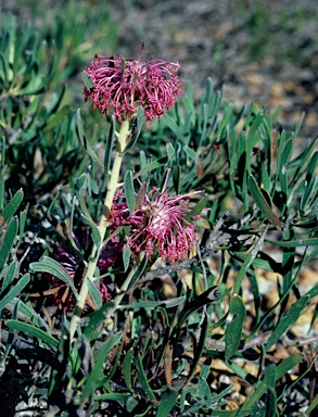 APII jpeg image of Isopogon linearis  © contact APII