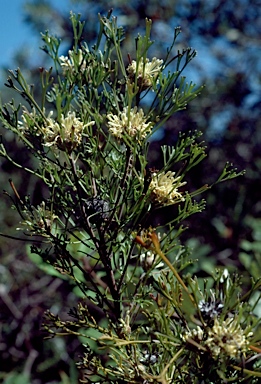 APII jpeg image of Isopogon mnoraifolius  © contact APII