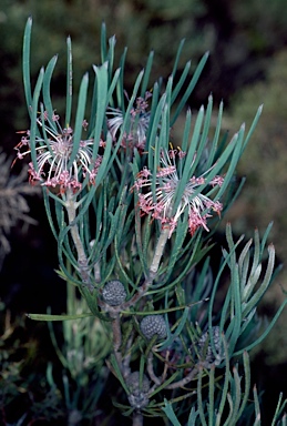 APII jpeg image of Isopogon scabriusculus subsp. scabriusculus  © contact APII