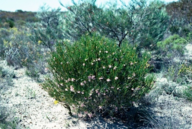 APII jpeg image of Isopogon teretifolius subsp. petrophiloides  © contact APII