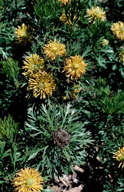 APII jpeg image of Isopogon anemonifolius 'Little Drumsticks'  © contact APII