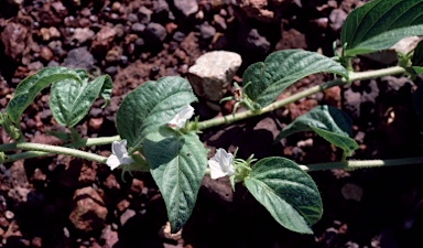 APII jpeg image of Ipomoea muelleri  © contact APII