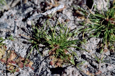 APII jpeg image of Isolepis australiensis  © contact APII