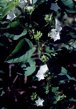 APII jpeg image of Jacquemontia paniculata  © contact APII