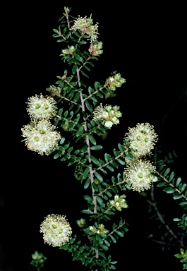 APII jpeg image of Kunzea flavescens  © contact APII