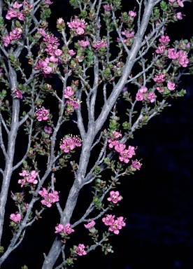 APII jpeg image of Kunzea jacunda x preissiana  © contact APII