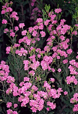 APII jpeg image of Kunzea pauciflora  © contact APII