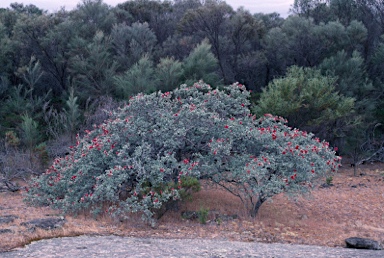 APII jpeg image of Kunzea pulchella  © contact APII