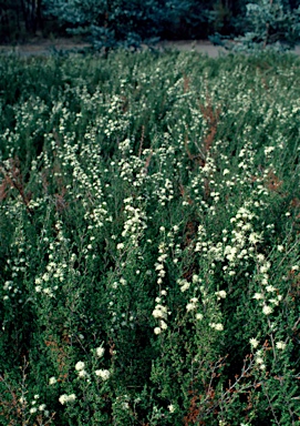 APII jpeg image of Kunzea 'Badja Carpet'  © contact APII