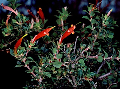 APII jpeg image of Lambertia uniflora  © contact APII