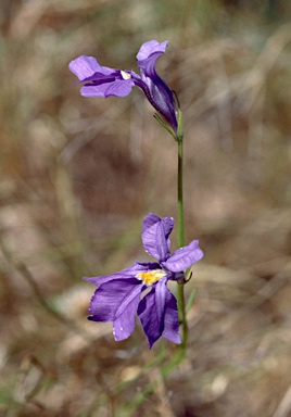 APII jpeg image of Lechenaultia filiformis  © contact APII