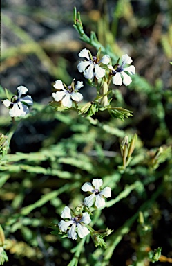 APII jpeg image of Lechenaultia stenosepala  © contact APII