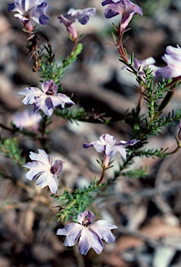 APII jpeg image of Lechenaultia 'Painted Nails'  © contact APII