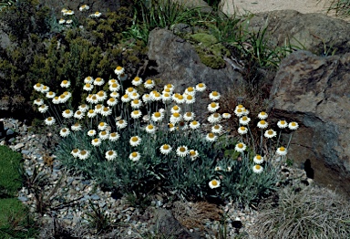 APII jpeg image of Leucochrysum alpinum  © contact APII