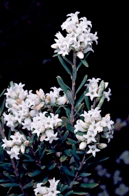 APII jpeg image of Acrothamnus hookeri  © contact APII