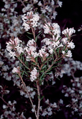 APII jpeg image of Leucopogon ericoides  © contact APII