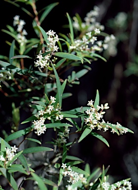 APII jpeg image of Leucopogon affinis  © contact APII