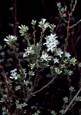 APII jpeg image of Leucopogon microphyllus  © contact APII