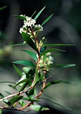 APII jpeg image of Leucopogon neurophyllus  © contact APII