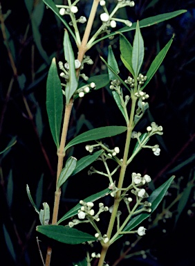 APII jpeg image of Logania albiflora  © contact APII