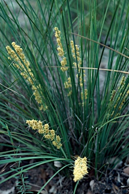 APII jpeg image of Lomandra confertifolia subsp. pallida  © contact APII