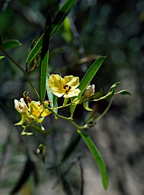 APII jpeg image of Labichea lanceolata  © contact APII