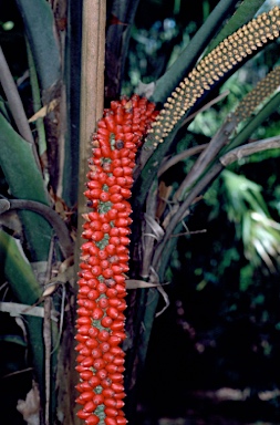 APII jpeg image of Laccospadix australasicus  © contact APII