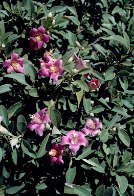 APII jpeg image of Lagunaria patersonia  © contact APII