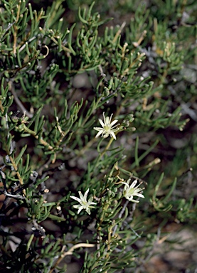 APII jpeg image of Lepidium leptopetalum  © contact APII