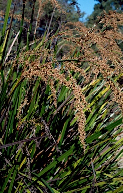 APII jpeg image of Lepidosperma effusum  © contact APII