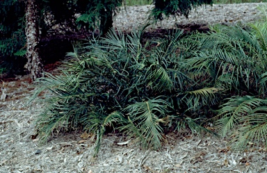 APII jpeg image of Macrozamia lucida  © contact APII