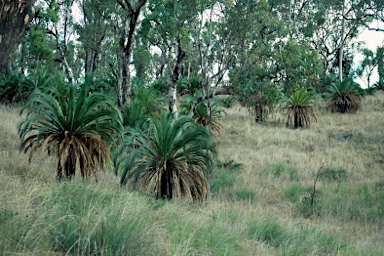 APII jpeg image of Macrozamia moorei  © contact APII