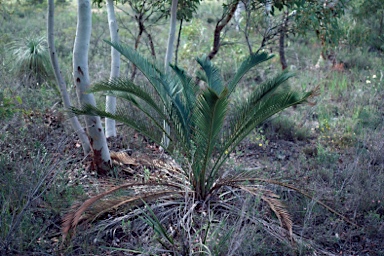 APII jpeg image of Macrozamia fraseri  © contact APII