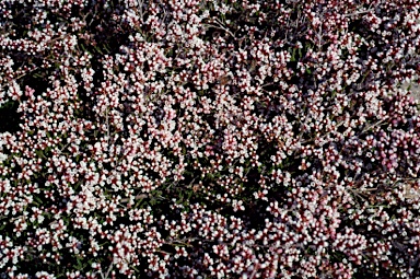 APII jpeg image of Micromyrtus ciliata  © contact APII