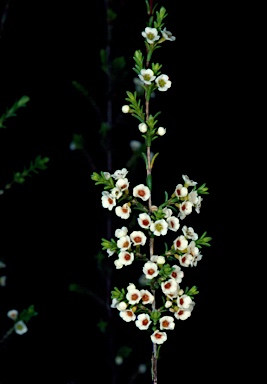 APII jpeg image of Micromyrtus leptocalyx  © contact APII