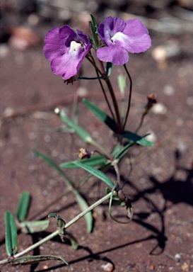 APII jpeg image of Mimulus gracilis  © contact APII