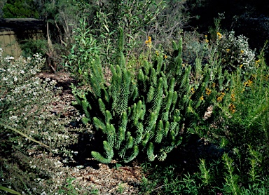 APII jpeg image of Melichrus adpressus  © contact APII