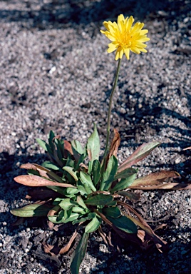 APII jpeg image of Microseris lanceolata  © contact APII