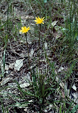 APII jpeg image of Microseris walteri  © contact APII