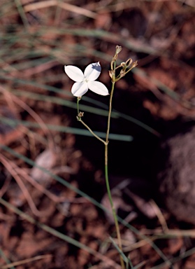 APII jpeg image of Mitrasacme nudicaulis var. nudicaulis  © contact APII