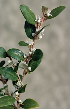 APII jpeg image of Nematolepis elliptica  © contact APII