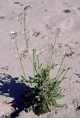 APII jpeg image of Nicotiana velutina  © contact APII