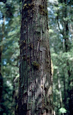 APII jpeg image of Nothofagus cunninghamii  © contact APII