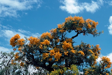 APII jpeg image of Nuytsia floribunda  © contact APII