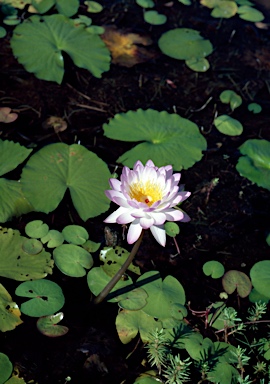 APII jpeg image of Nymphaea violacea  © contact APII