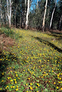 APII jpeg image of Nymphoides subacuta  © contact APII